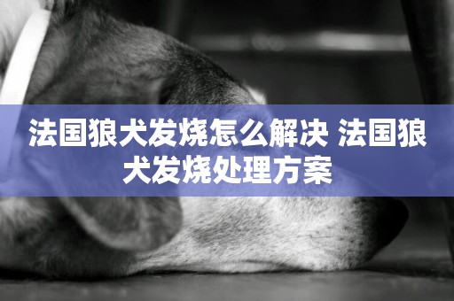 法國狼犬發燒怎么解決 法國狼犬發燒處理方案