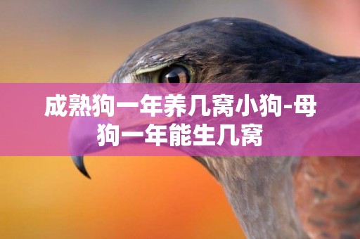 成熟狗一年養幾窩小狗-母狗一年能生幾窩
