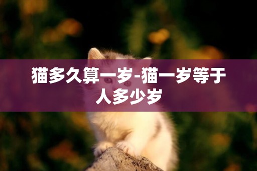 貓多久算一歲-貓一歲等于人多少歲