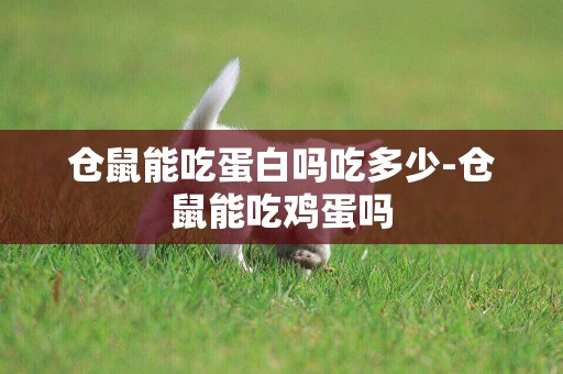 倉鼠能吃蛋白嗎吃多少-倉鼠能吃雞蛋嗎