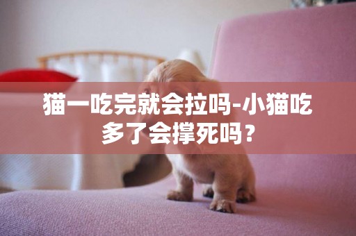 貓一吃完就會拉嗎-小貓吃多了會撐死嗎？