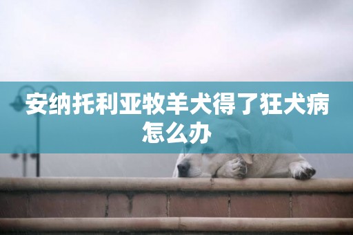 安納托利亞牧羊犬得了狂犬病怎么辦