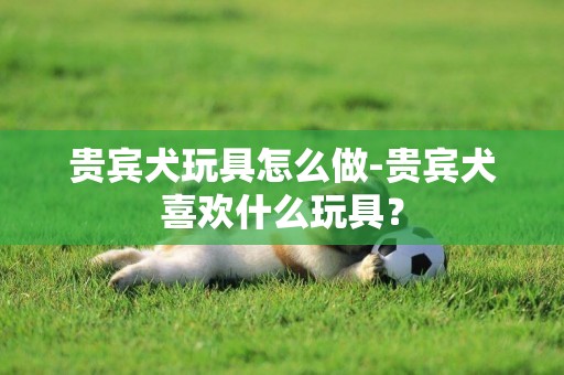 貴賓犬玩具怎么做-貴賓犬喜歡什么玩具？