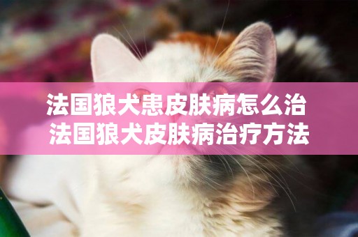 法國狼犬患皮膚病怎么治 法國狼犬皮膚病治療方法