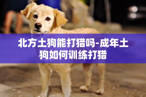 北方土狗能打獵嗎-成年土狗如何訓練打獵