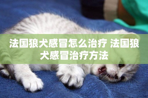 法國狼犬感冒怎么治療 法國狼犬感冒治療方法