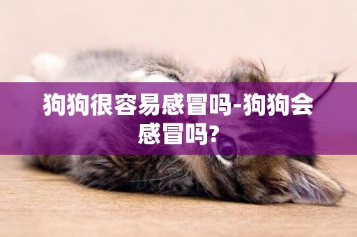 狗狗很容易感冒嗎-狗狗會感冒嗎?