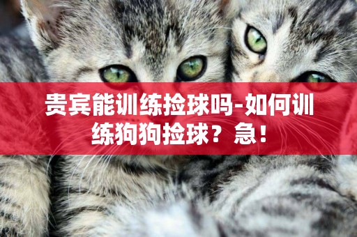貴賓能訓練撿球嗎-如何訓練狗狗撿球？急！