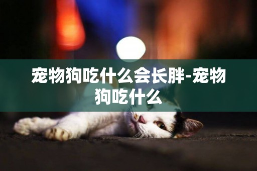 寵物狗吃什么會長胖-寵物狗吃什么