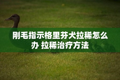剛毛指示格里芬犬拉稀怎么辦 拉稀治療方法