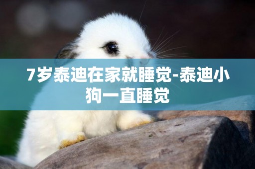 7歲泰迪在家就睡覺-泰迪小狗一直睡覺