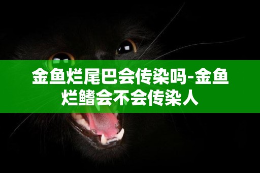 金魚爛尾巴會傳染嗎-金魚爛鰭會不會傳染人