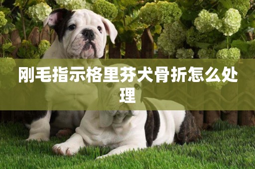剛毛指示格里芬犬骨折怎么處理