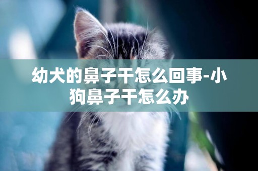 幼犬的鼻子干怎么回事-小狗鼻子干怎么辦