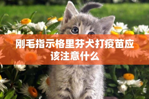 剛毛指示格里芬犬打疫苗應該注意什么