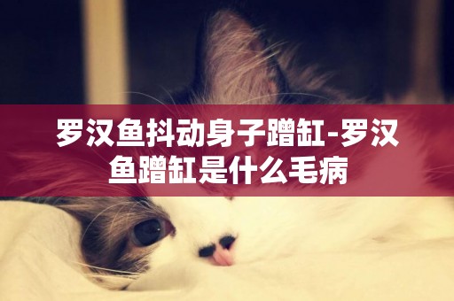 羅漢魚抖動身子蹭缸-羅漢魚蹭缸是什么毛病