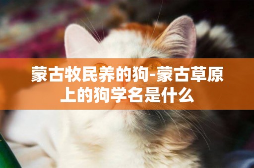 蒙古牧民養的狗-蒙古草原上的狗學名是什么
