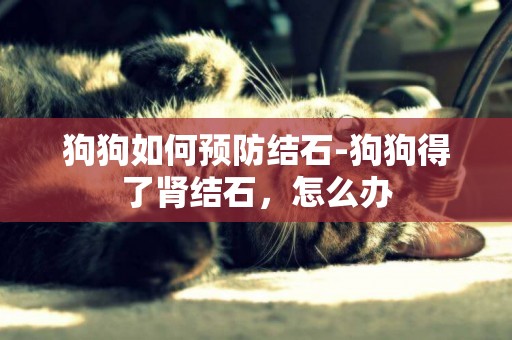 狗狗如何預防結石-狗狗得了腎結石，怎么辦