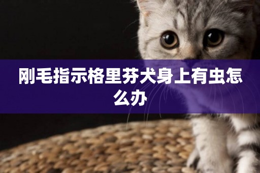 剛毛指示格里芬犬身上有蟲怎么辦