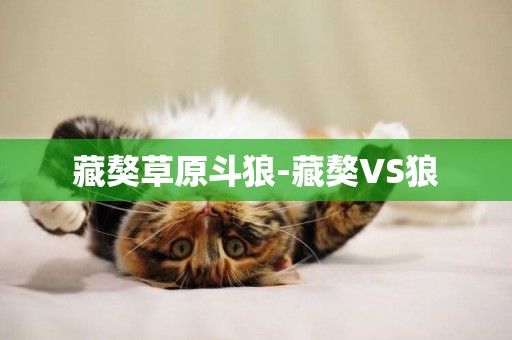 藏獒草原斗狼-藏獒VS狼