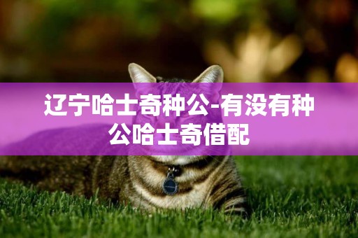 遼寧哈士奇種公-有沒有種公哈士奇借配