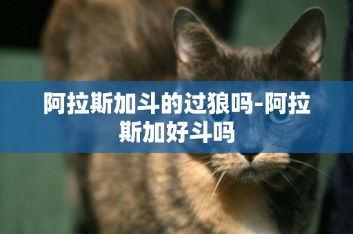 阿拉斯加斗的過狼嗎-阿拉斯加好斗嗎