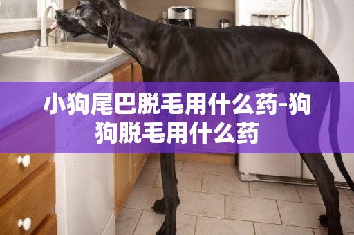小狗尾巴脫毛用什么藥-狗狗脫毛用什么藥