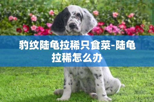 豹紋陸龜拉稀只食菜-陸龜拉稀怎么辦