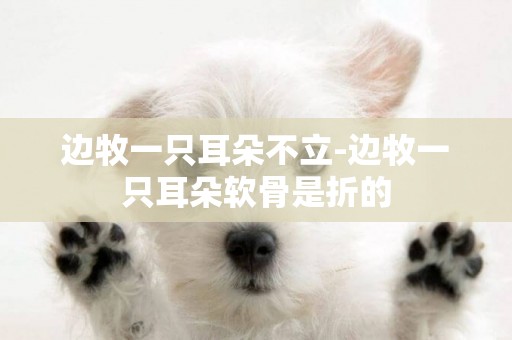 邊牧一只耳朵不立-邊牧一只耳朵軟骨是折的