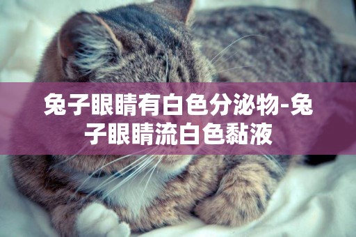 兔子眼睛有白色分泌物-兔子眼睛流白色黏液