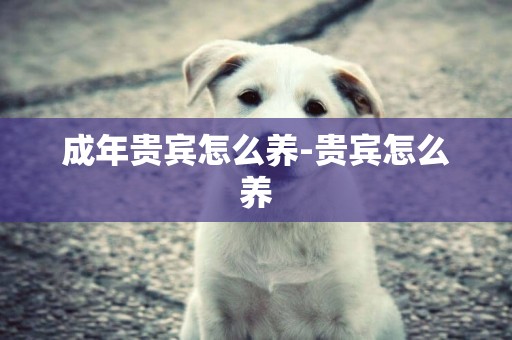 成年貴賓怎么養-貴賓怎么養