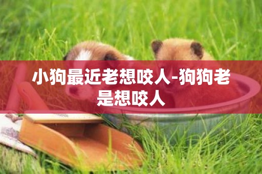 小狗最近老想咬人-狗狗老是想咬人