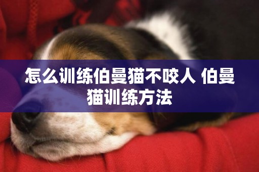 怎么訓練伯曼貓不咬人 伯曼貓訓練方法