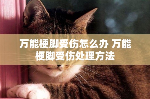 萬能梗腳受傷怎么辦 萬能梗腳受傷處理方法