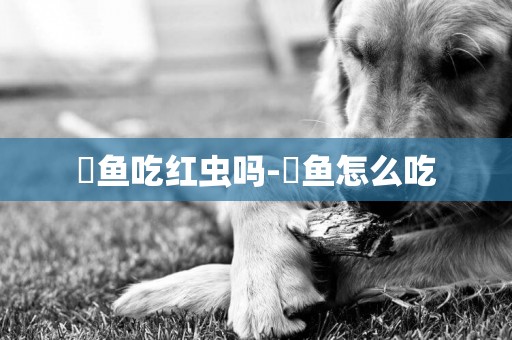魟魚吃紅蟲嗎-魟魚怎么吃