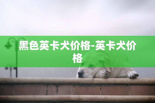 黑色英卡犬價格-英卡犬價格