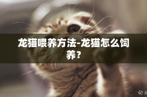 龍貓喂養方法-龍貓怎么飼養？