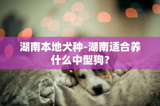 湖南本地犬種-湖南適合養什么中型狗？