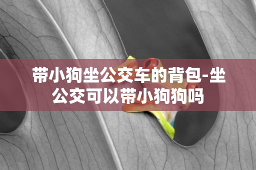 帶小狗坐公交車的背包-坐公交可以帶小狗狗嗎