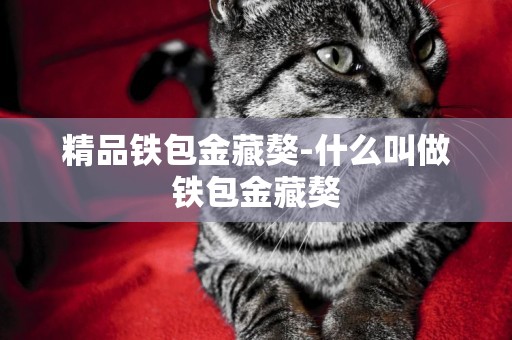 精品鐵包金藏獒-什么叫做鐵包金藏獒