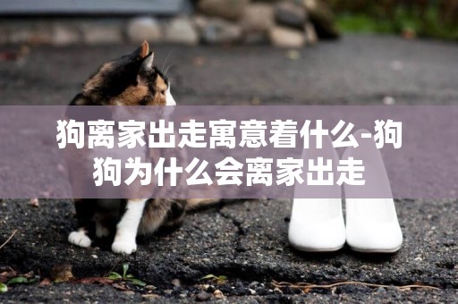 狗離家出走寓意著什么-狗狗為什么會離家出走