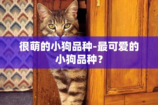 很萌的小狗品種-最可愛的小狗品種？