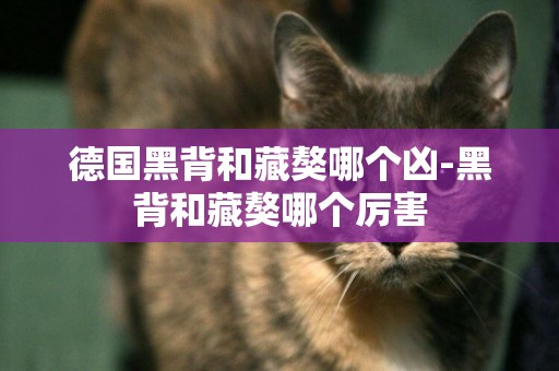 德國黑背和藏獒哪個兇-黑背和藏獒哪個厲害