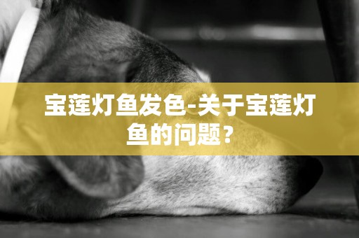 寶蓮燈魚發色-關于寶蓮燈魚的問題？