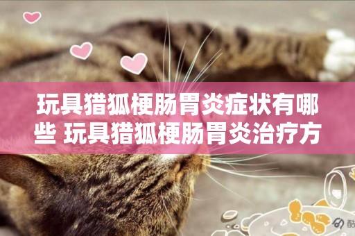 玩具獵狐梗腸胃炎癥狀有哪些 玩具獵狐梗腸胃炎治療方法