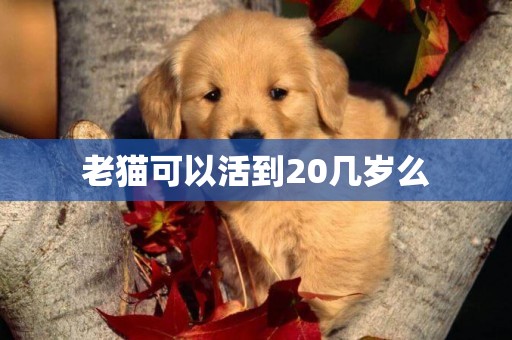 老貓可以活到20幾歲么