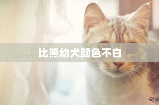 比熊幼犬顏色不白