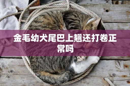 金毛幼犬尾巴上翹還打卷正常嗎
