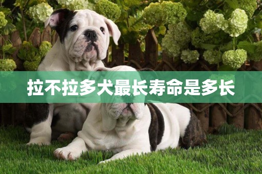 拉不拉多犬最長壽命是多長