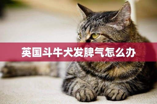 英國斗牛犬發脾氣怎么辦